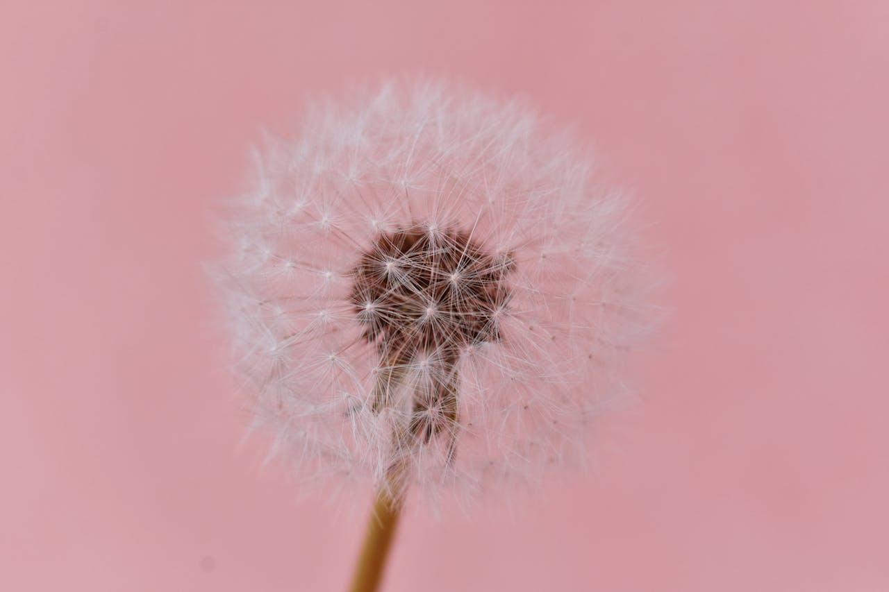 dandelion